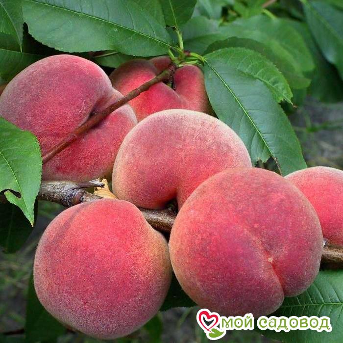 Персик Новоселковский