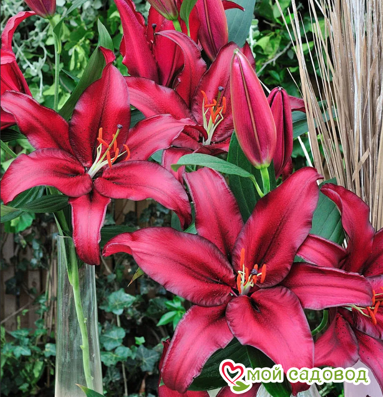 Цветочный микс! Лучшие сорта Лилий!