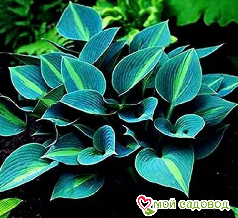 Хосты Комплект